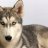 Agent Husky